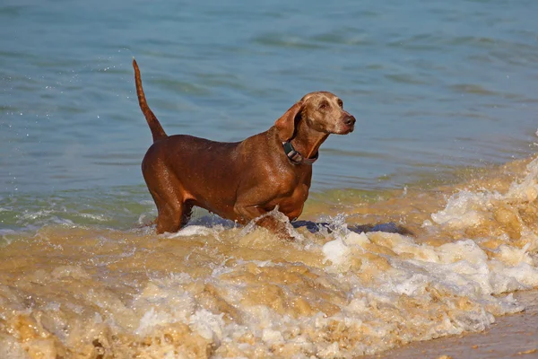 Perro en el agua — Foto de Stock