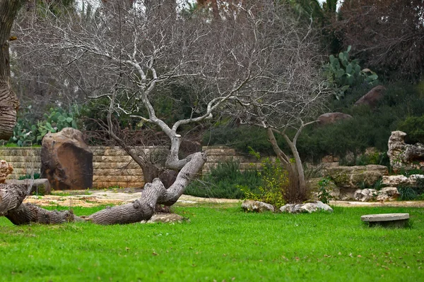 Old tree — Stock Photo, Image