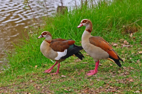 Egyptian Gooses — Stock Photo, Image