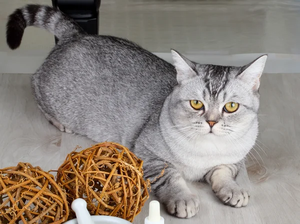 Gatinho escocês — Fotografia de Stock