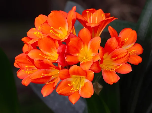 Fiore Clivia — Foto Stock