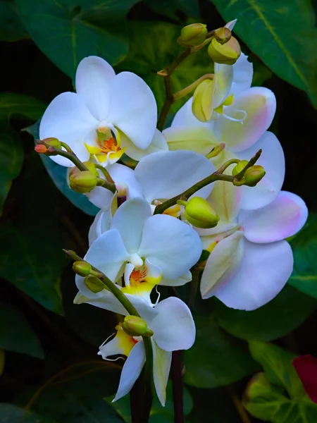 Orquídea Phalaenopsis blanca — Foto de Stock