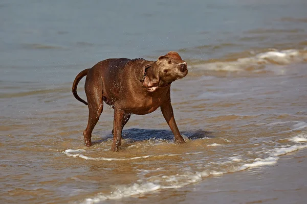 Weimaraner dog — Stock Photo, Image