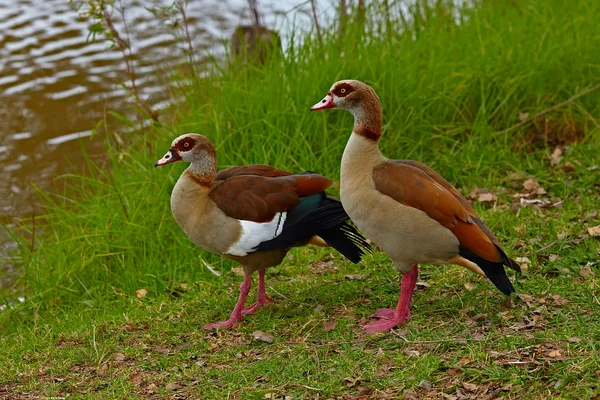 Egyptian Gooses — Stock Photo, Image