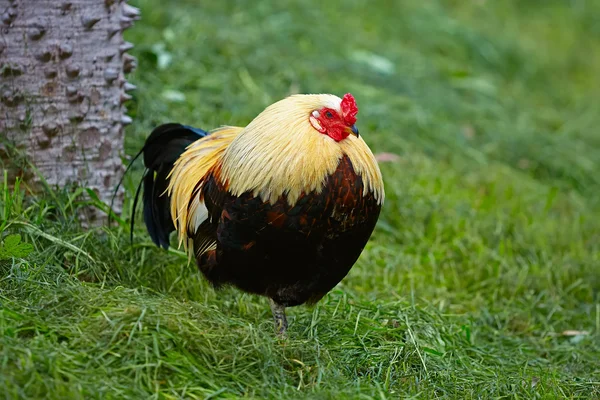 Chicken in grass — Stock Photo, Image