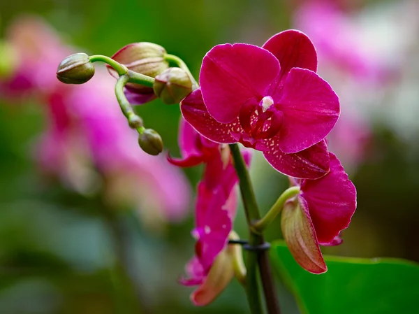 Orchid — Stock Photo, Image