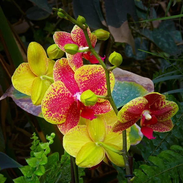 Flores de orquídea — Foto de Stock