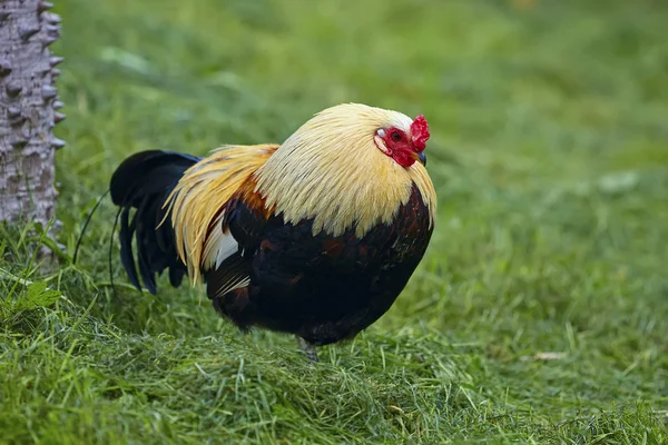 Rooster — Stock Photo, Image