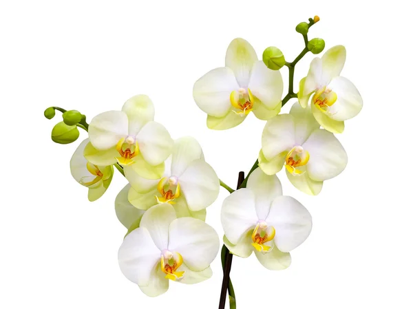 Orchideenblüte — Stockfoto