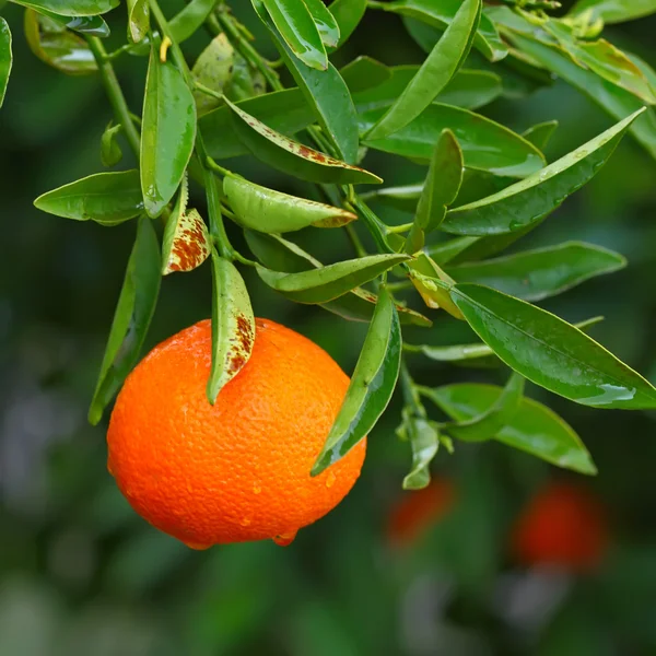 Laranja madura — Fotografia de Stock