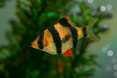 barbus Sumatra 