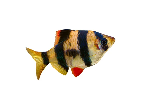 Barbus Sumatra