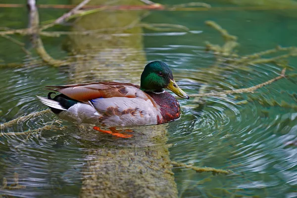 Duck in the Plitvice Lakes — Stock Photo, Image