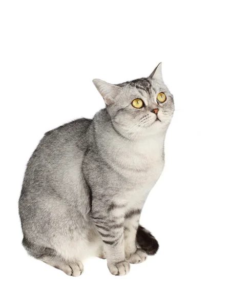 Scottish straight shorthair cat — Stock Photo, Image