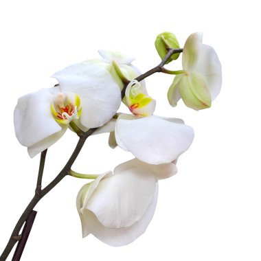 Beyaz Orkide çiçek 