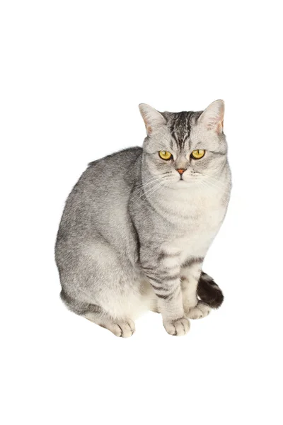 Scottish straight shorthair cat — Stock Photo, Image