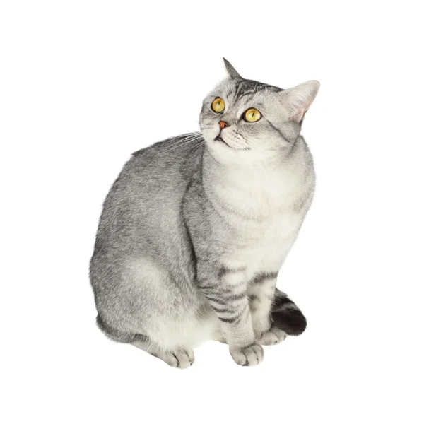 스코티시폴드 직선 고양이 — 스톡 사진