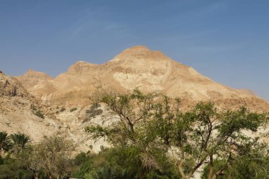 İsrail, Judean Çölü 'nde Ein Gedi Oasis. Yeşil akasya ağaçları ve kayalık bir nehir yatağı ile fırça kontrastı ve berrak bir gökyüzü altında dramatik, kurak kahverengi dağlar.