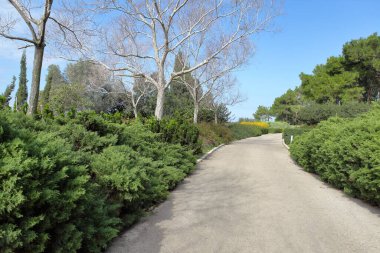 İsrail 'in Ramat Hanadiv Anıt Bahçeleri' nden yeşil çalılar, yaprak döken ağaçlar ve açık mavi bir gökyüzü içeren manzaralı asfalt yol. Huzurlu açık hava parkı manzarası.