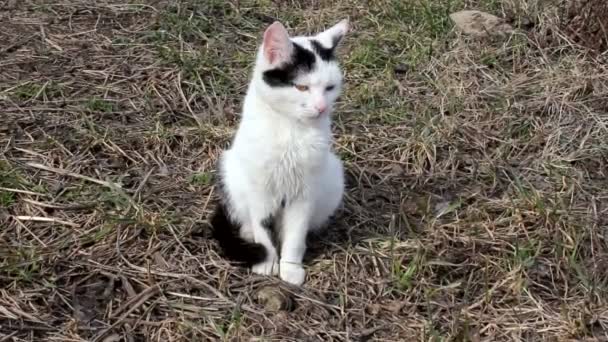 Lindo Gato Blanco y Negro, Gran Pito — Vídeo de stock