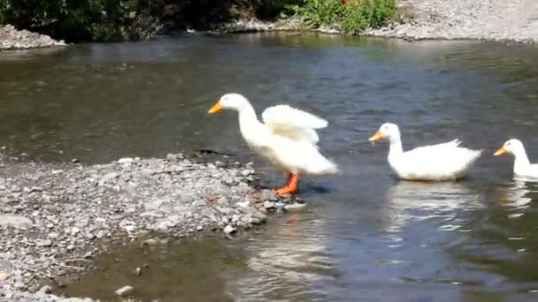 Ducks swimming, HD — Stock Video