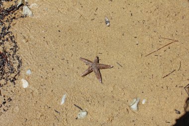 kum deniz yıldızı