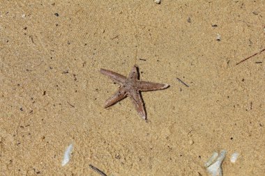 kum deniz yıldızı