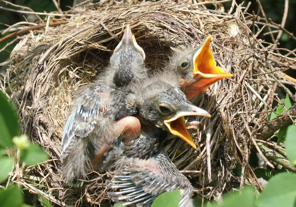 Baby Robins - 7 — Stock Fotó