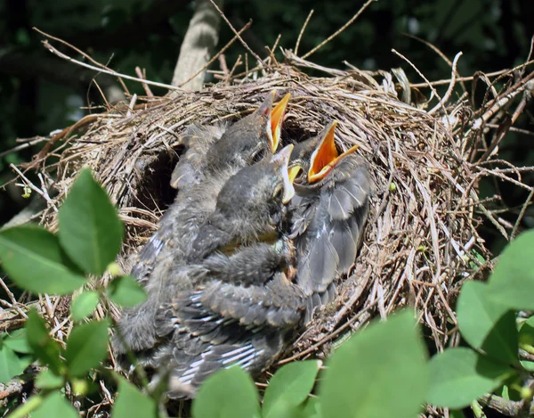 Baby Robins - 8 — Stock fotografie