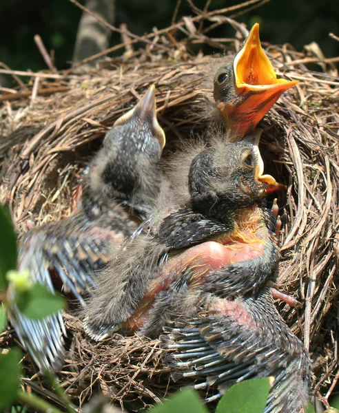 Baby Robins - 6 — Stock Photo, Image