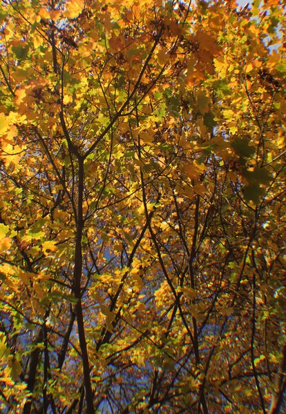 Ein Baum voller Herbstgold — Stockfoto