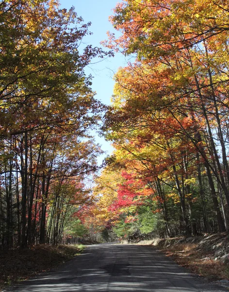 国の道路に沿って秋の色 — ストック写真