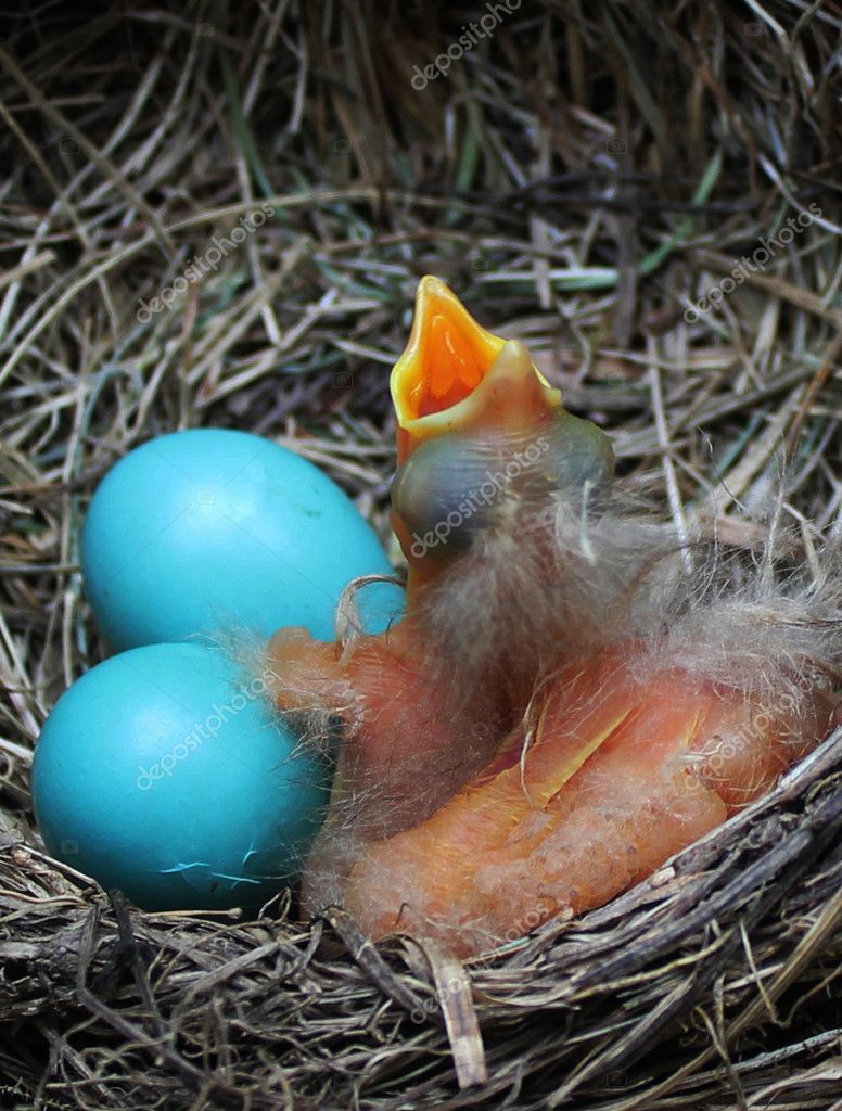 Hungry Baby Robin Stock Photo C Lenslooker 116431206
