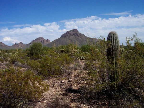 Кактусы, горы и пустынные саванны в национальном парке Сонора под Тусоном, штат Аризона — стоковое фото