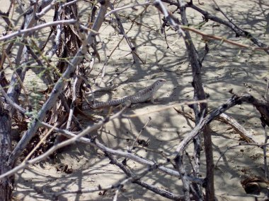 Fırça saklanarak kertenkele çöl