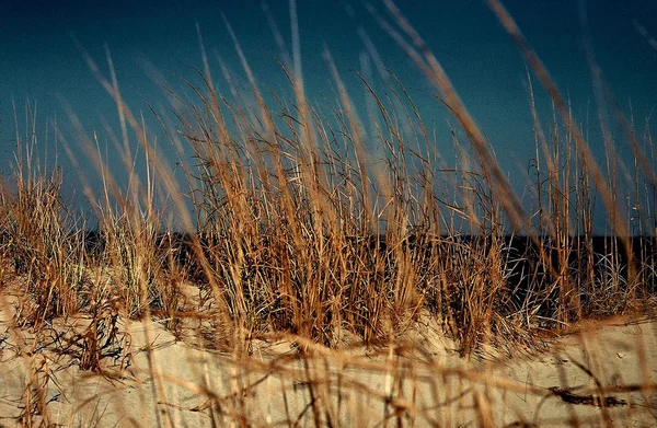 Hierba de dunas en la costa atlántica de los Estados Unidos —  Fotos de Stock