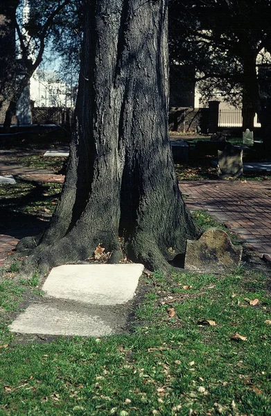 Oude kerkhof graf steen gebroken door de groei van een nabijgelegen boom — Stockfoto