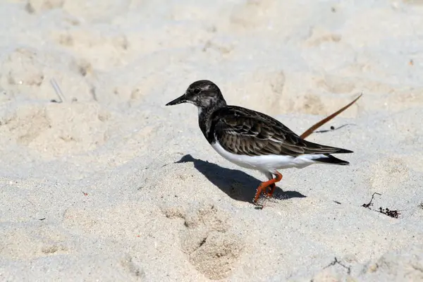 Pájaro playero en una playa —  Fotos de Stock