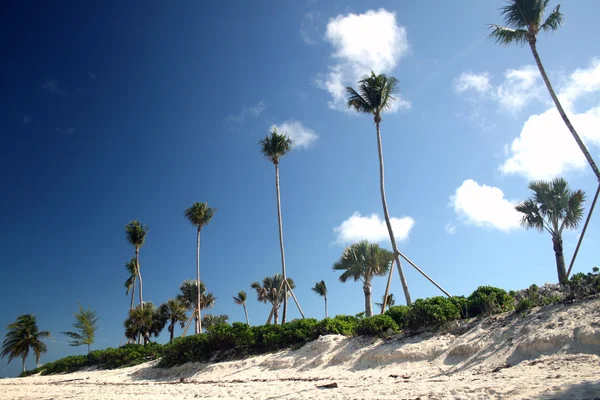 Palmbomen in een rij langs een tropisch strand, — Stockfoto