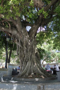 SJ - Banyan ağacı altında