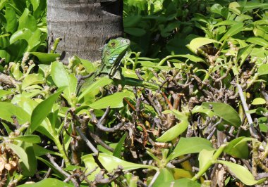 ABD Yüksek Mahkemesi