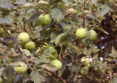 Ağaçtaki yeşil elmalar