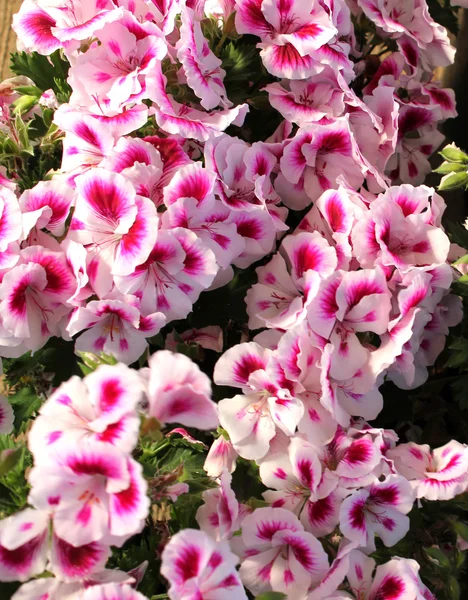 Bonito coral rosa e branco Pansies — Fotografia de Stock