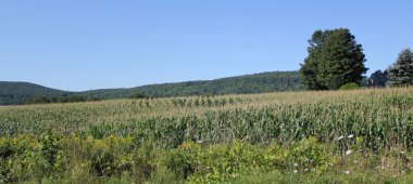 Mısır tarlası bereketli topraklar üzerinde