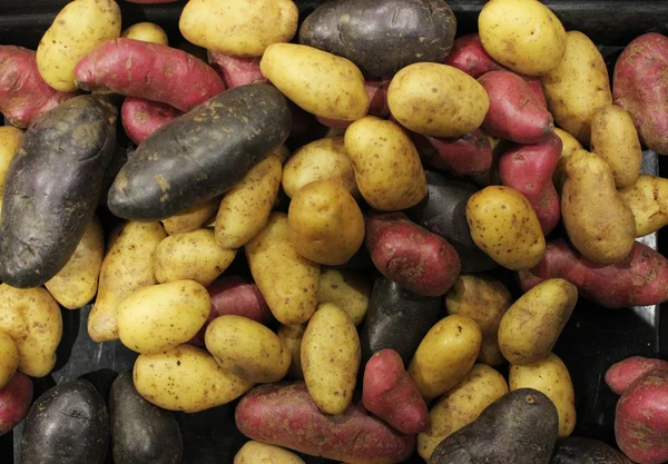 Fingerling Potatoes on display Stock Image