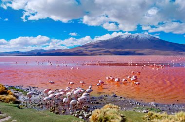 Flamingolar Laguna Colorada, Bolivya