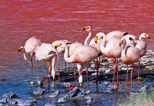 Flamingi w laguna colorada — Zdjęcie stockowe