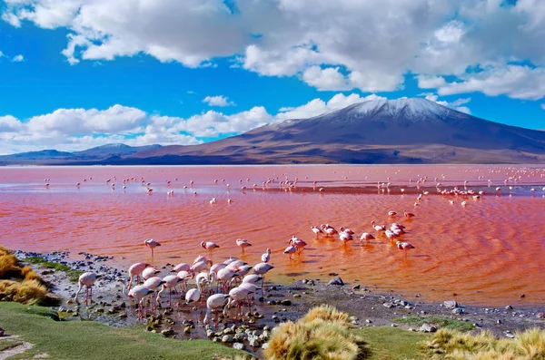 Flamants roses en Omasuyos, la Bolivie — Photo