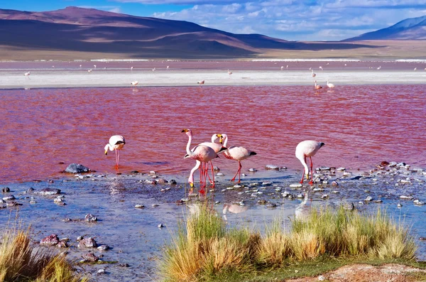 Flamingos in Laguna Colorada — Stock Photo, Image