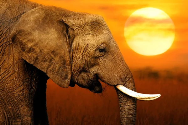 Magnifique éléphant au coucher du soleil — Photo